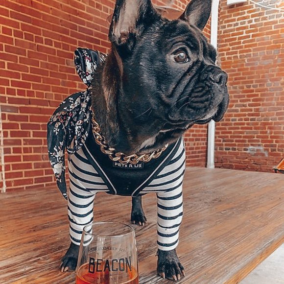 PETsRUS Premium Reversible Dog Harness Black Silver Reflective Detail Neoprene - Picture 9 of 10